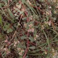 Euphorbia rosea Retz.